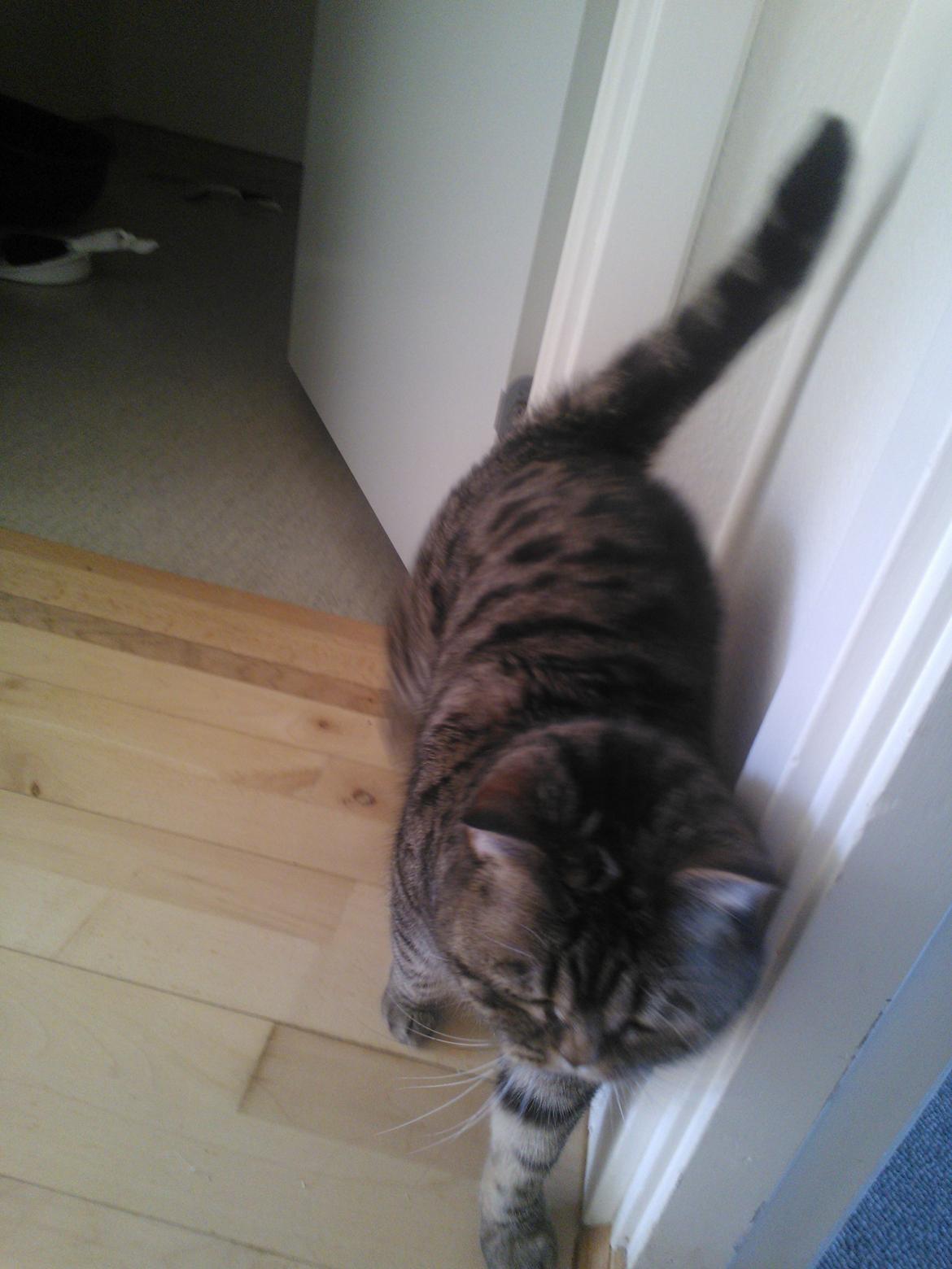 British Shorthair Mitzi ( tidligere Askepot ) billede 16