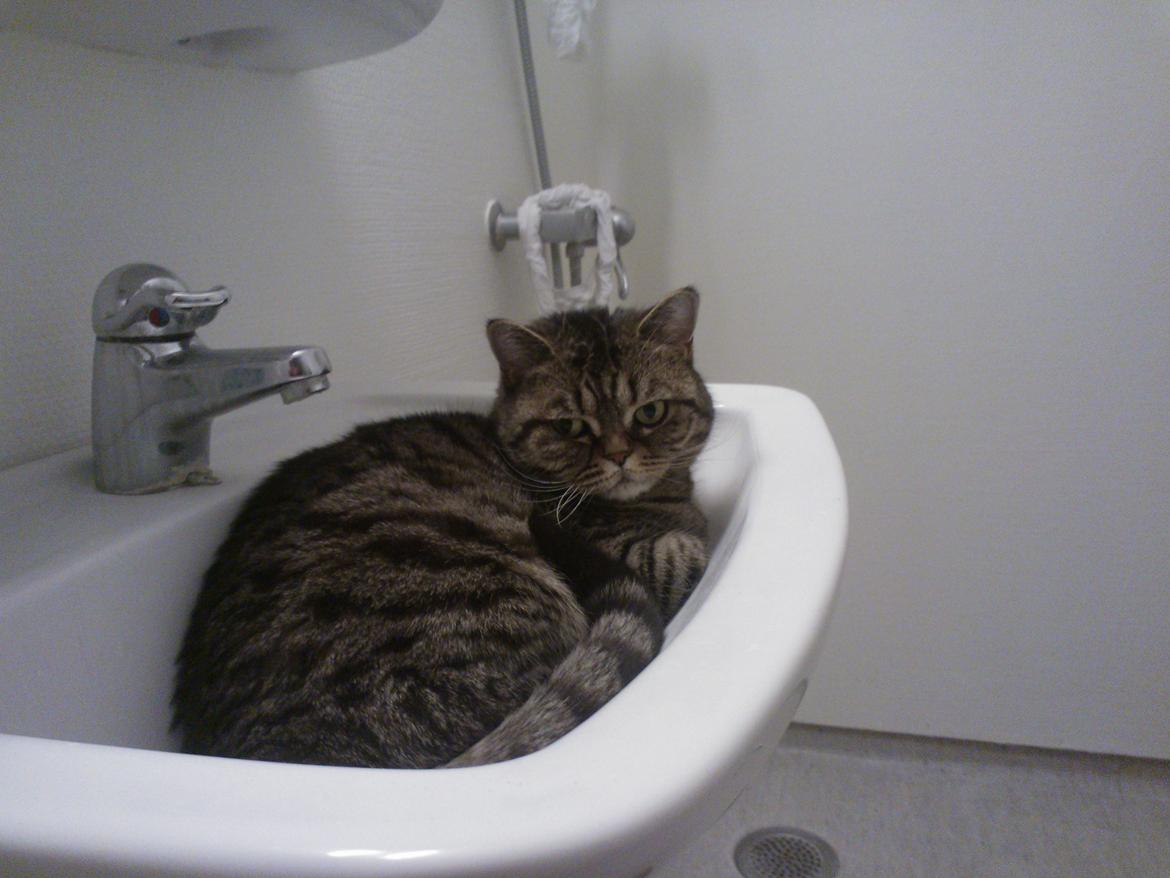 British Shorthair Mitzi ( tidligere Askepot ) billede 17