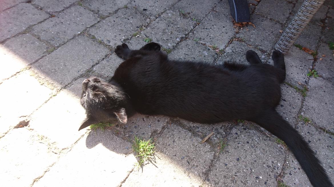 Huskat Shady billede 3