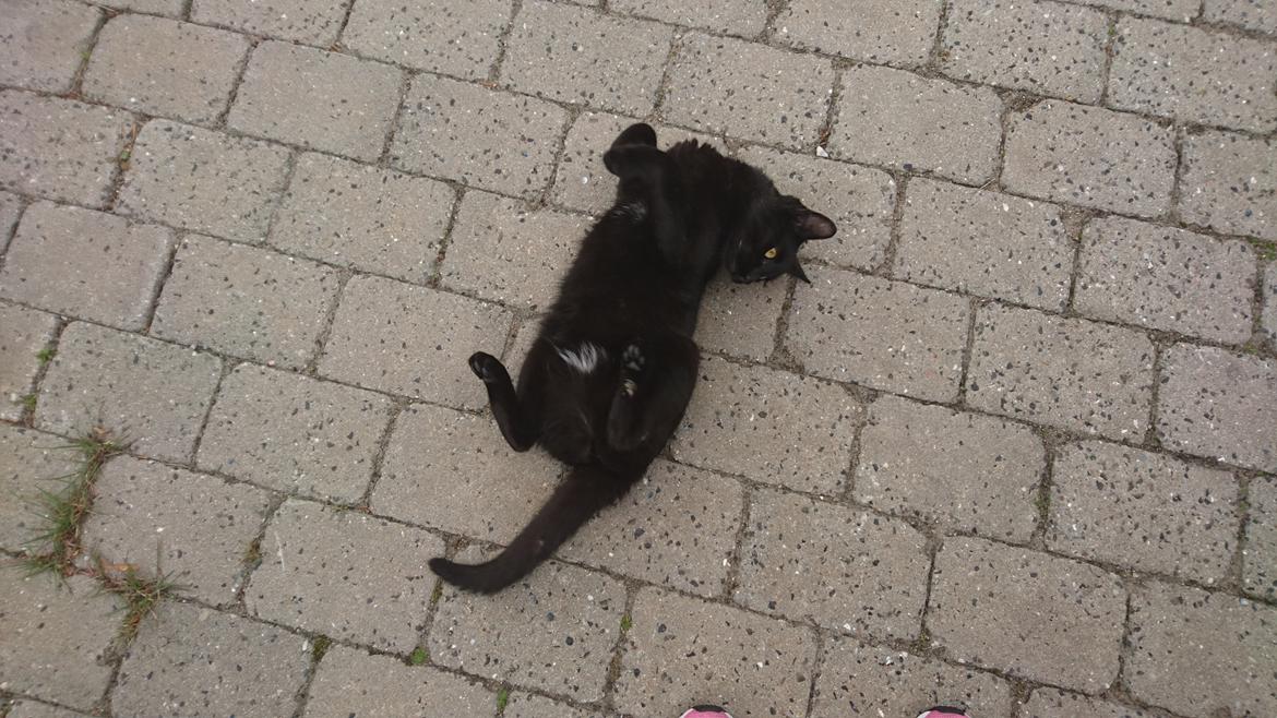 Huskat Shady billede 2