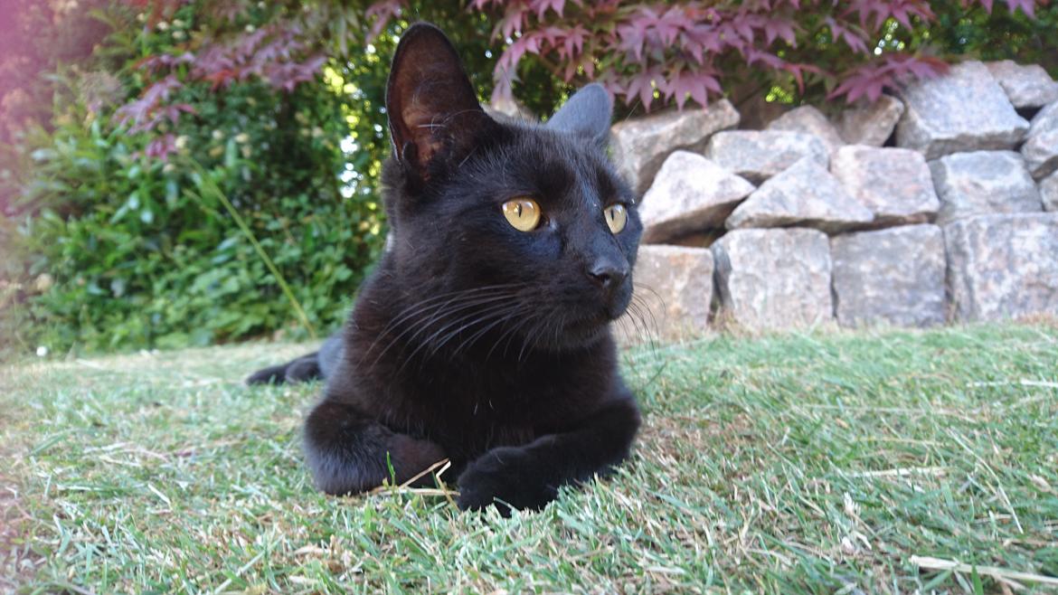 Huskat Shady billede 4