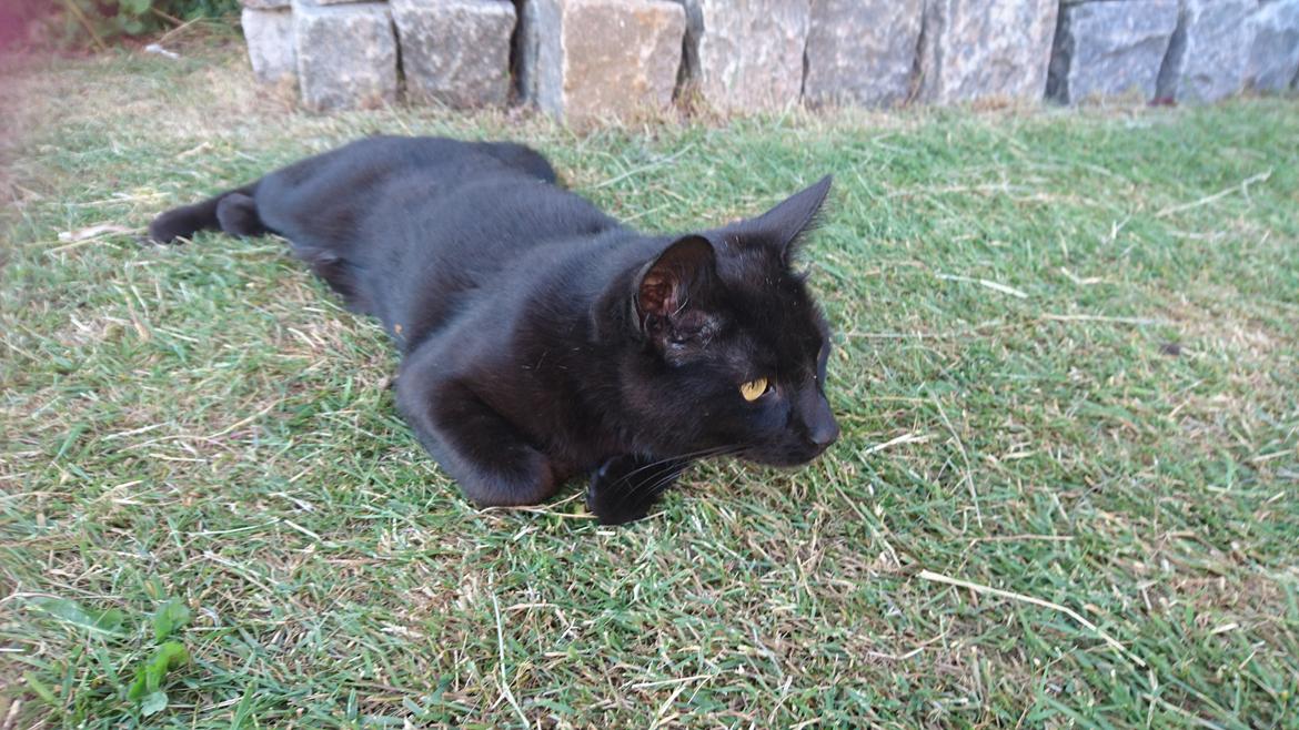 Huskat Shady billede 5