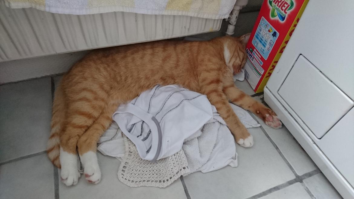 Huskat Cæsar billede 3