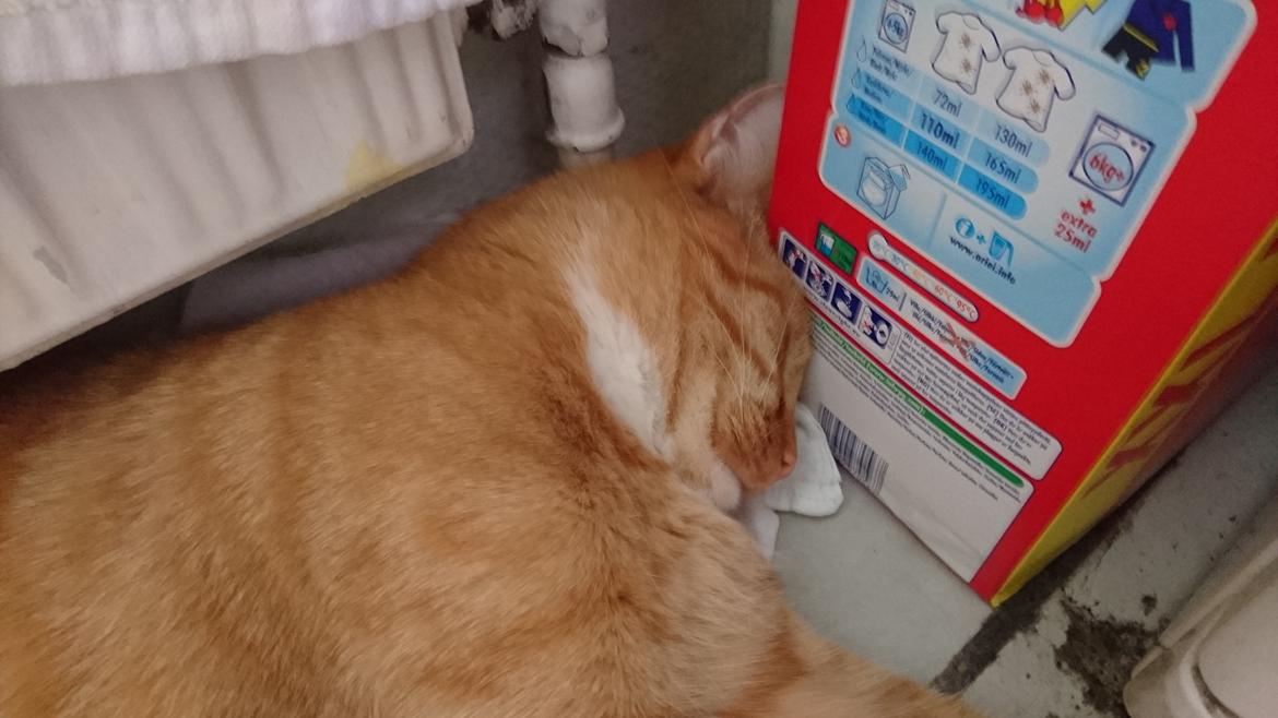 Huskat Cæsar billede 4