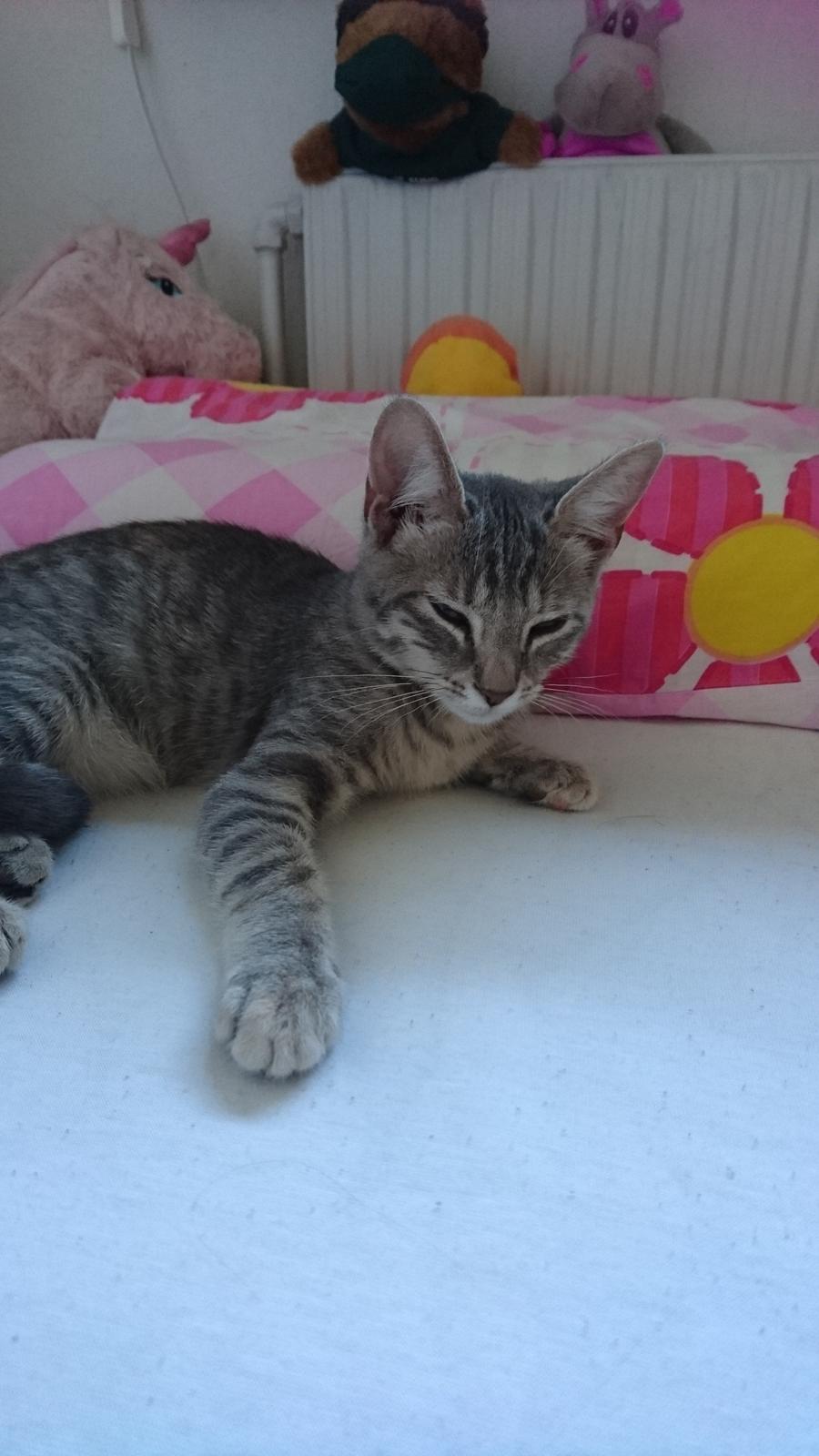 Huskat Alexandra billede 12