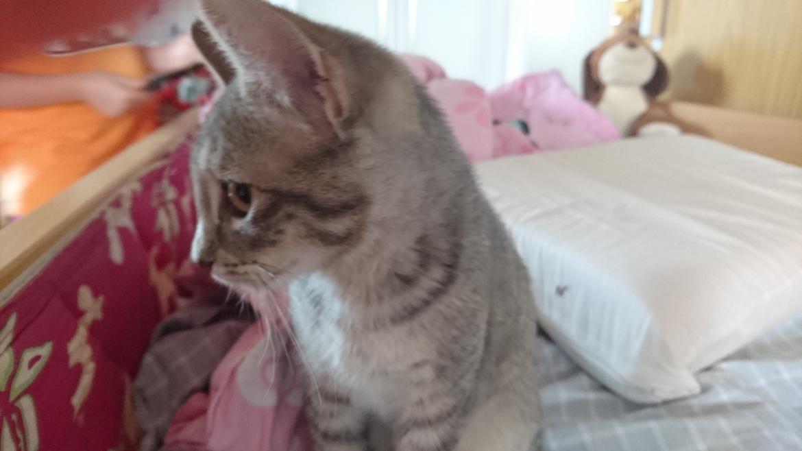 Huskat Alexandra billede 3