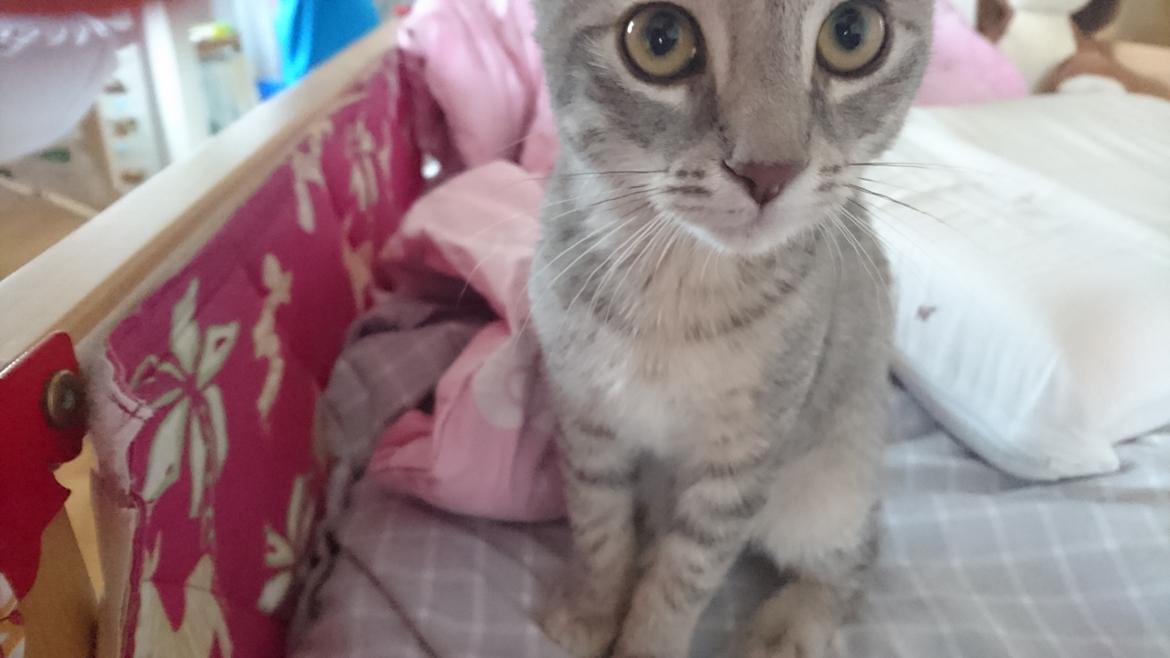 Huskat Alexandra billede 2