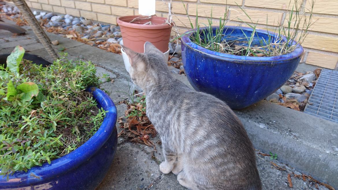 Huskat Alexandra billede 8