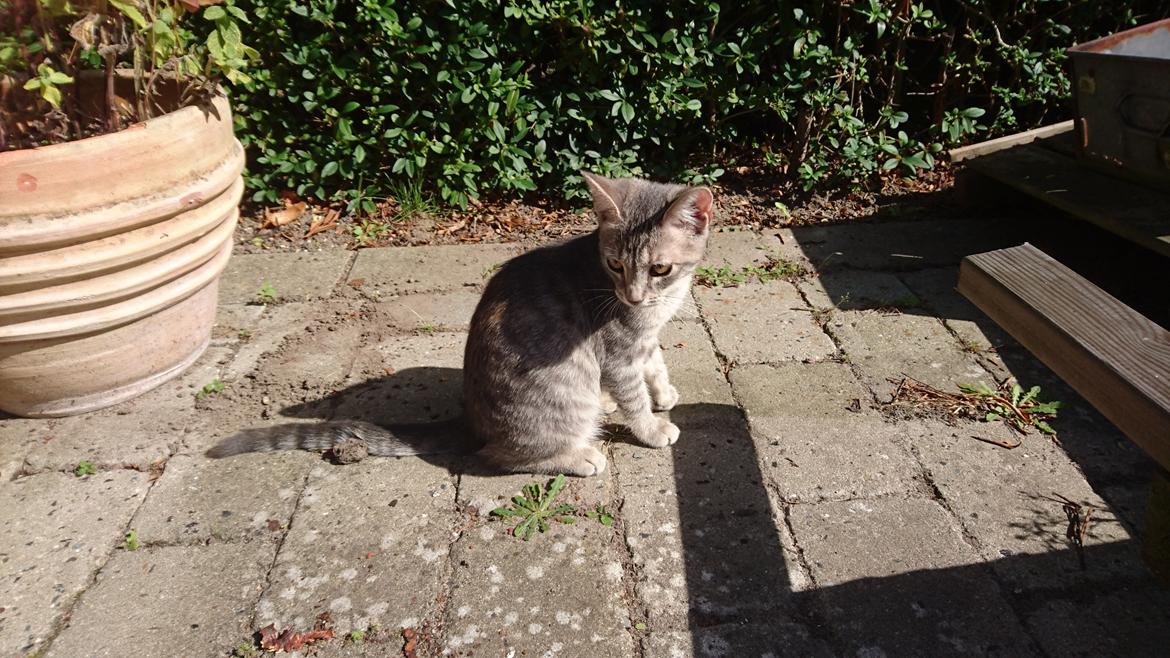 Huskat Alexandra billede 1