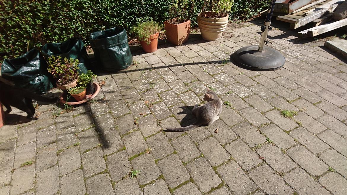 Huskat Alexandra billede 7