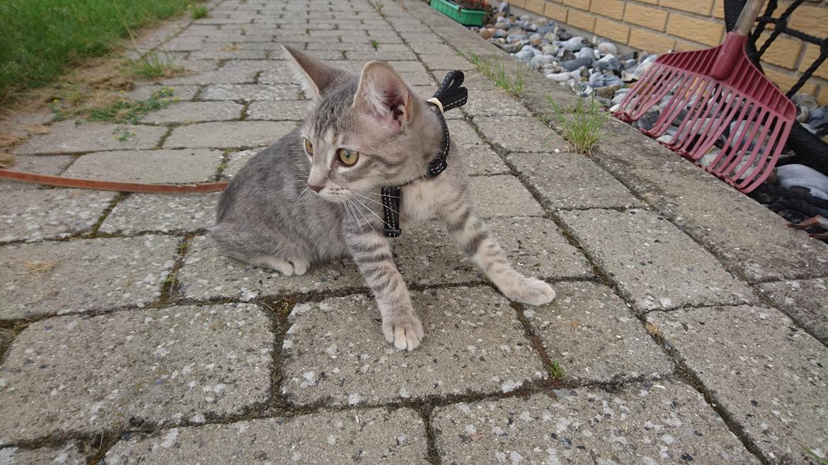 Huskat Alexandra billede 5