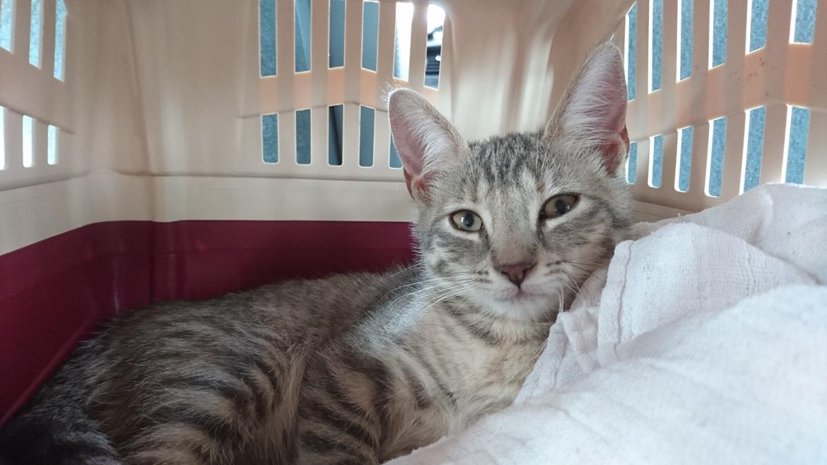 Huskat Alexandra billede 10