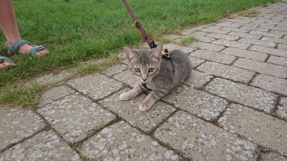 Huskat Alexandra billede 4