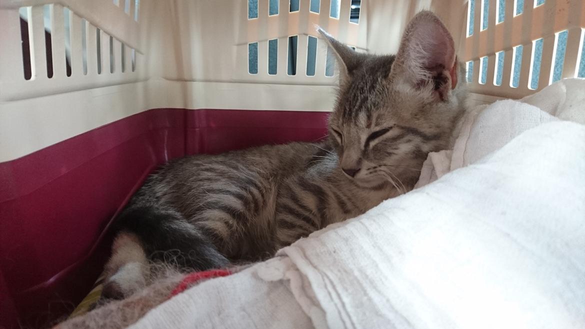 Huskat Alexandra billede 9