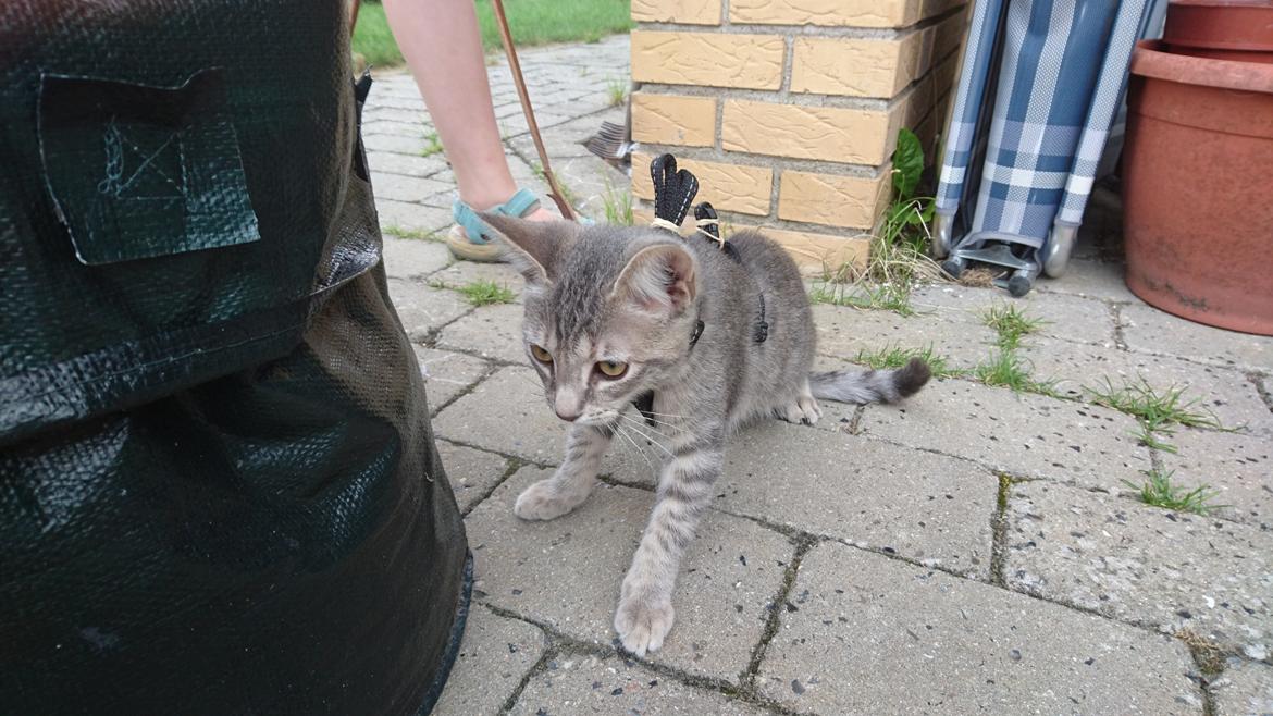 Huskat Alexandra billede 6