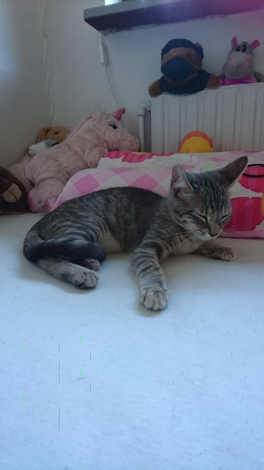 Huskat Alexandra billede 13