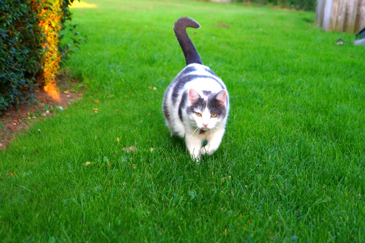 Huskat Musse billede 4