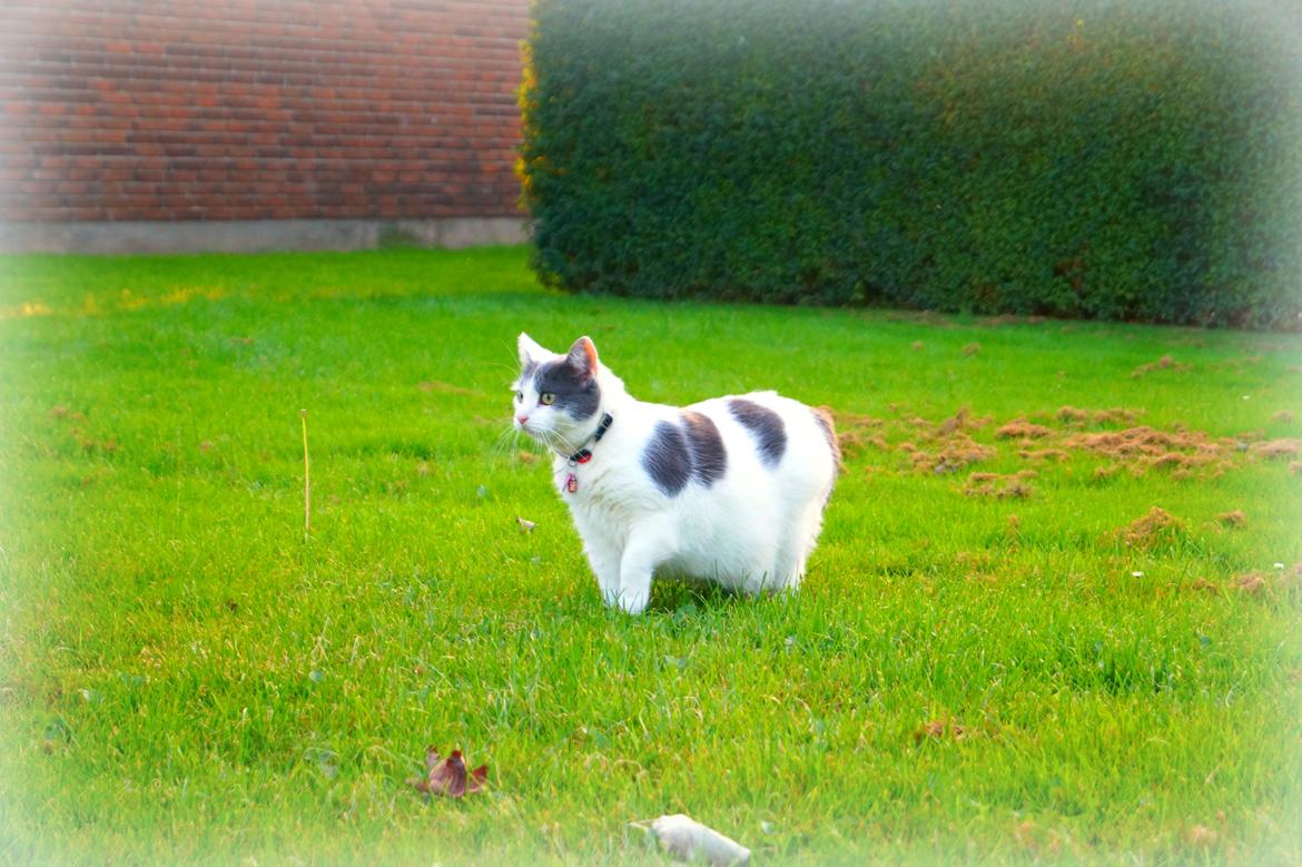 Huskat Musse billede 2