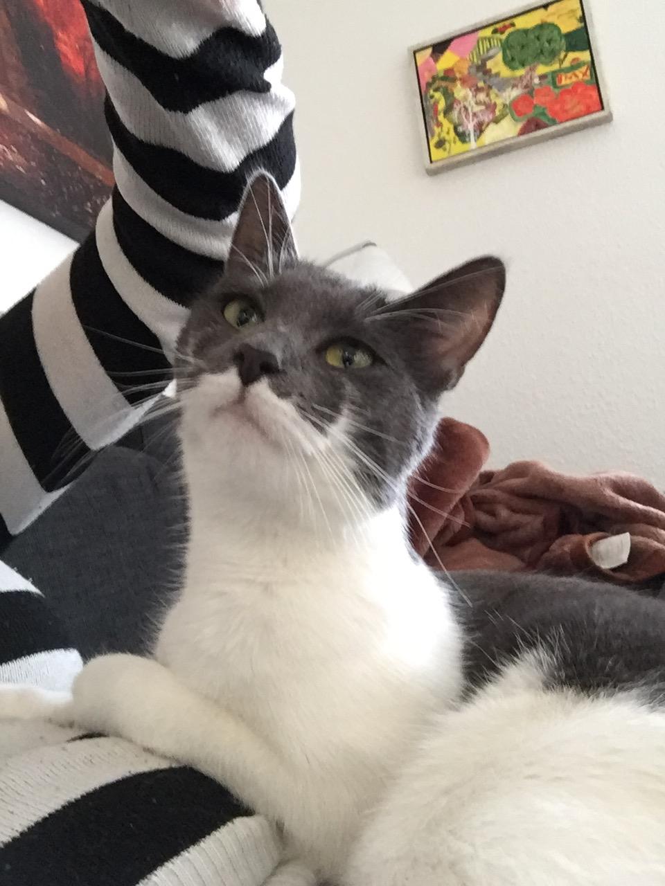 Huskat Mille billede 9