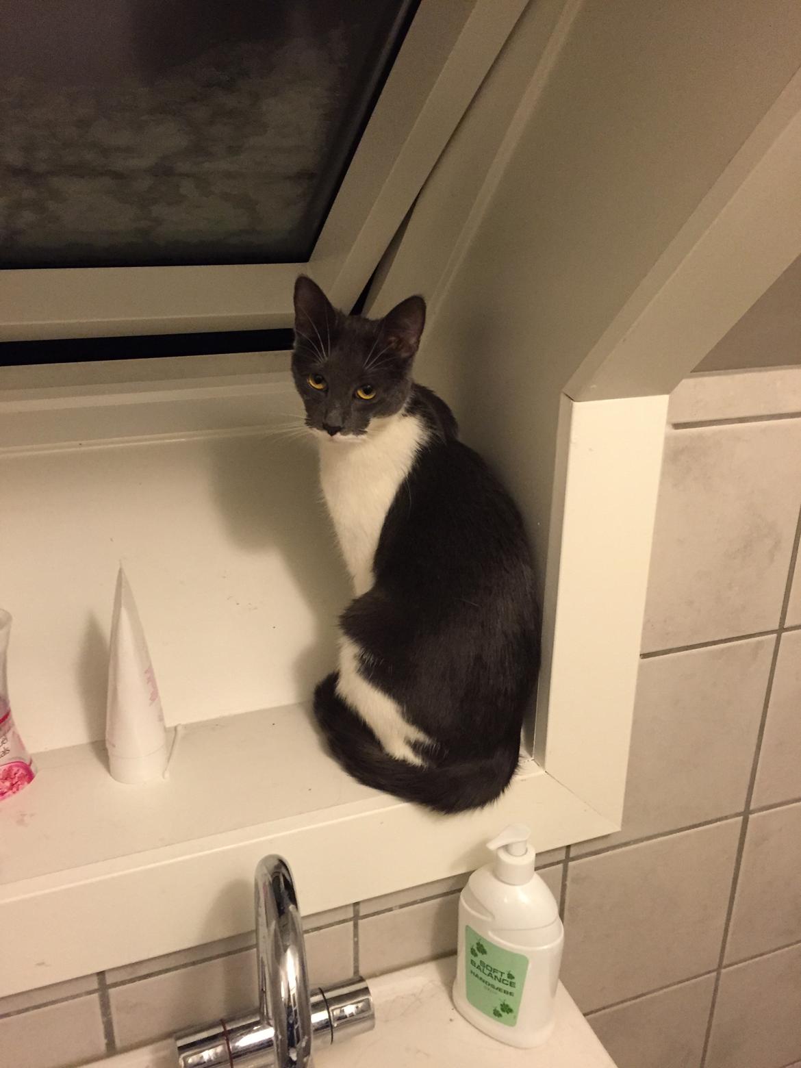 Huskat Mille billede 11