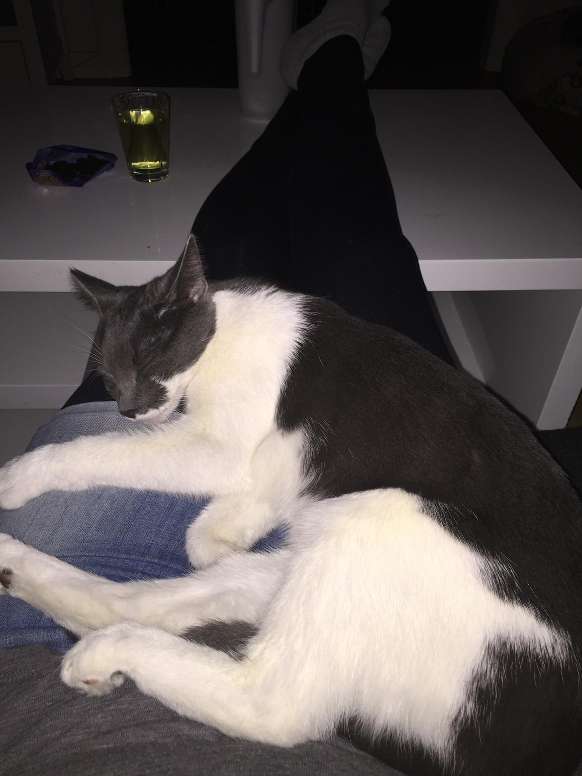 Huskat Mille billede 12