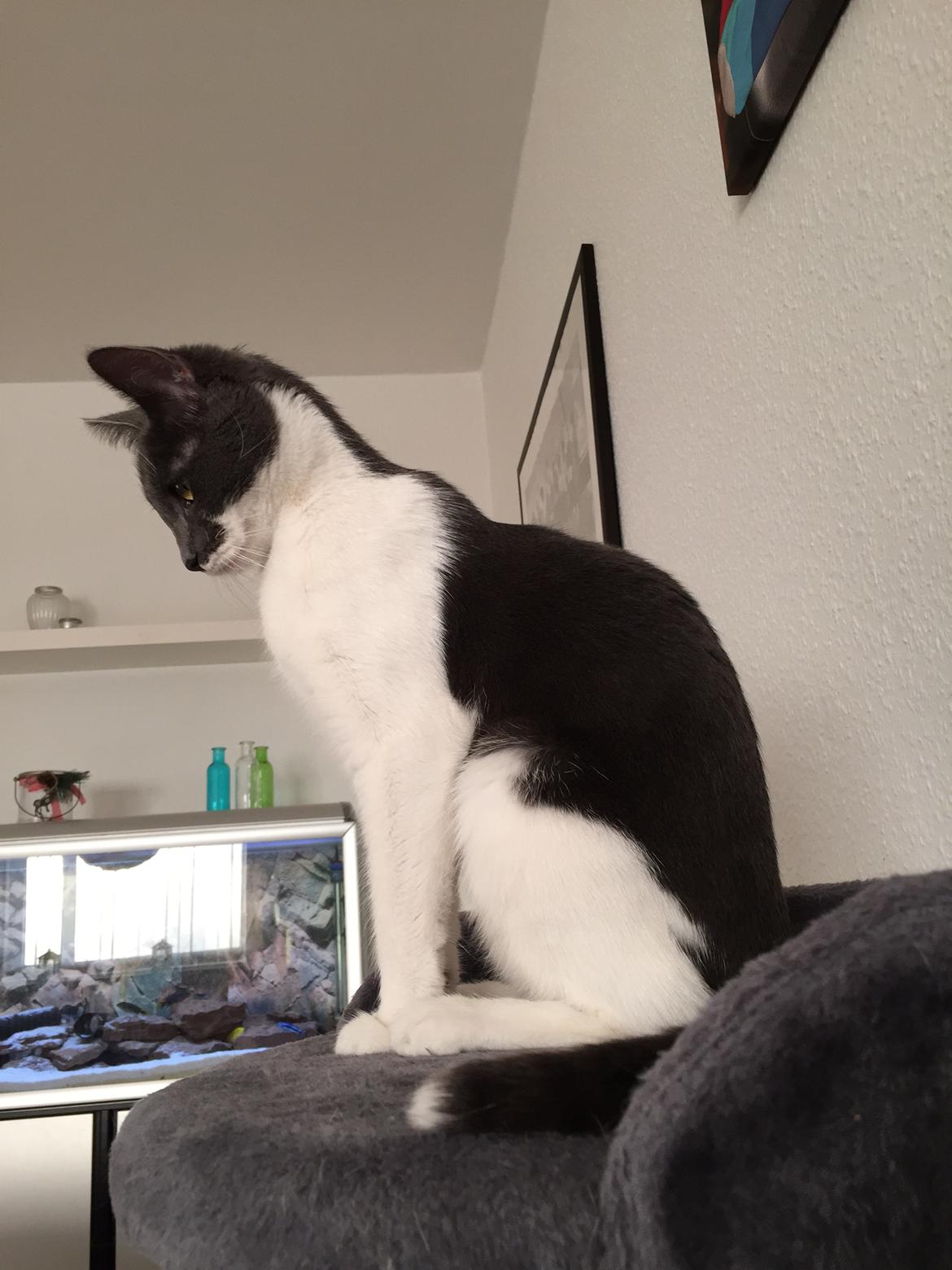 Huskat Mille billede 13