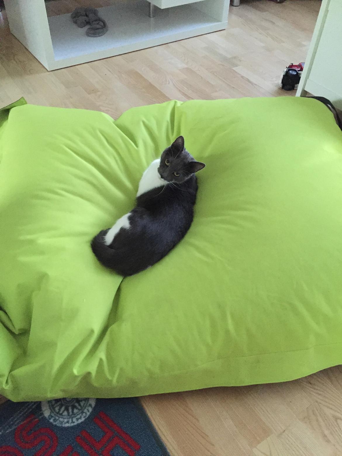 Huskat Mille billede 15