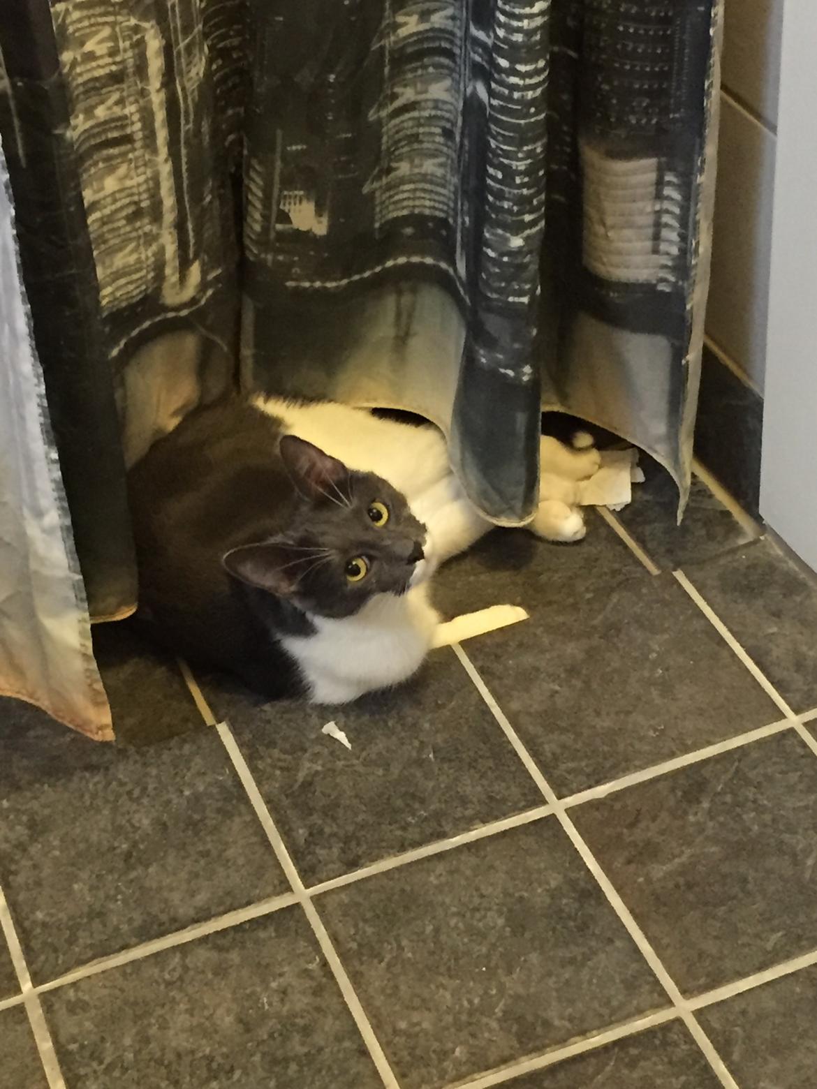 Huskat Mille billede 10