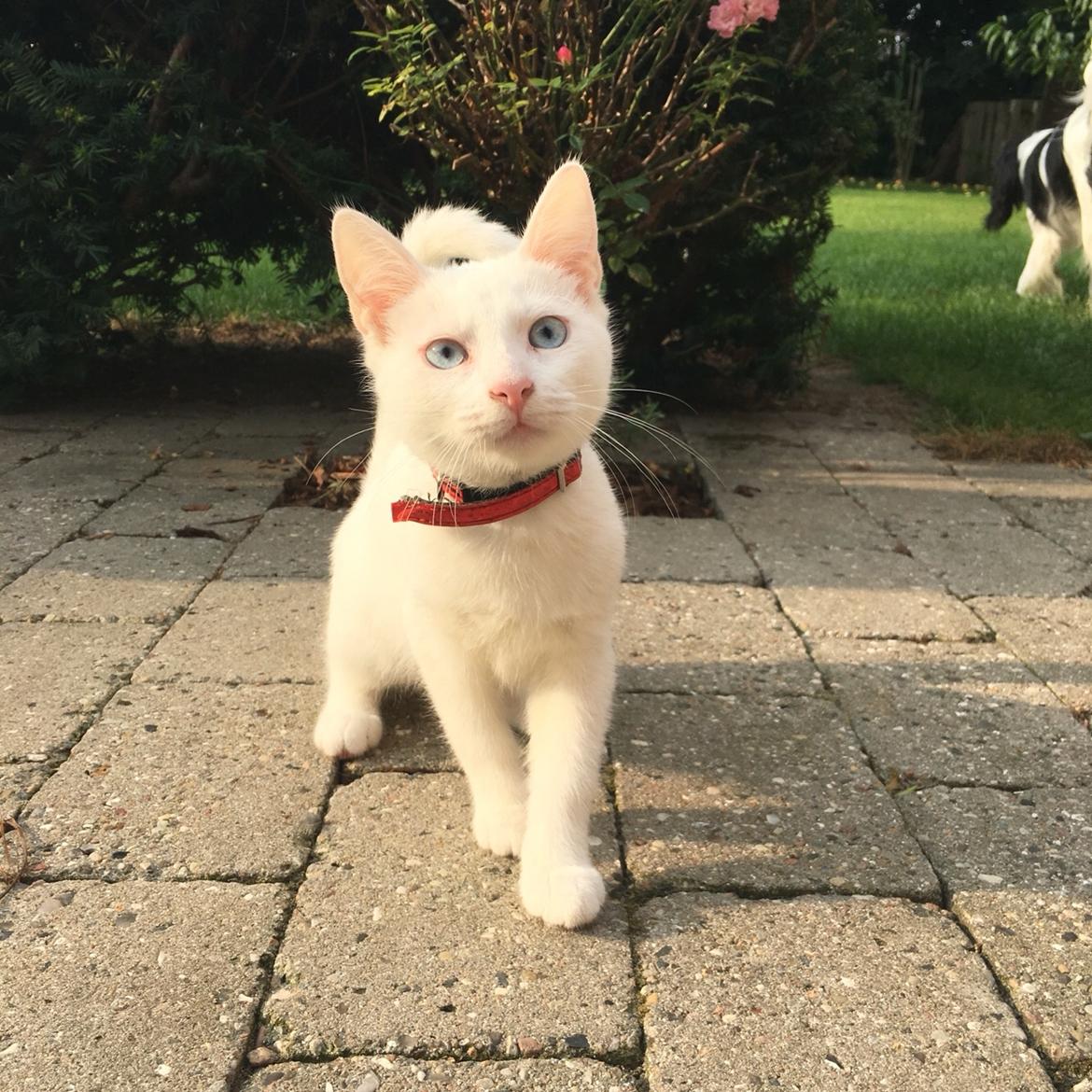 Blanding af racer Melina (hvid kat) billede 1