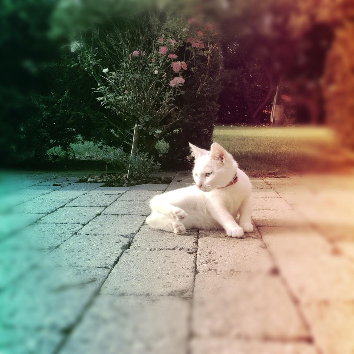 Blanding af racer Melina (hvid kat) billede 2