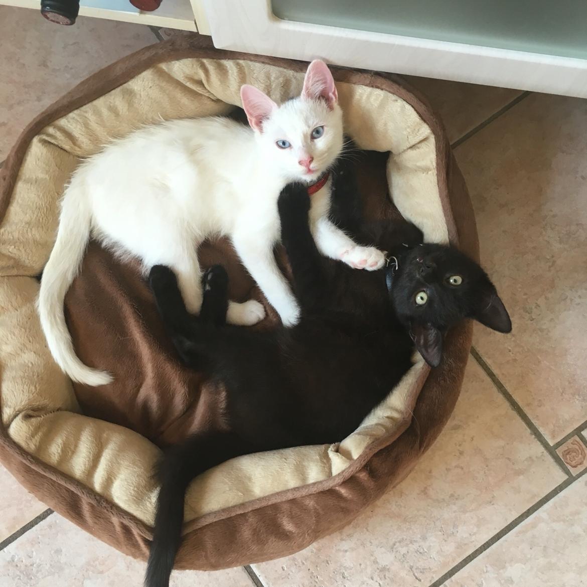 Blanding af racer Melina (hvid kat) billede 3