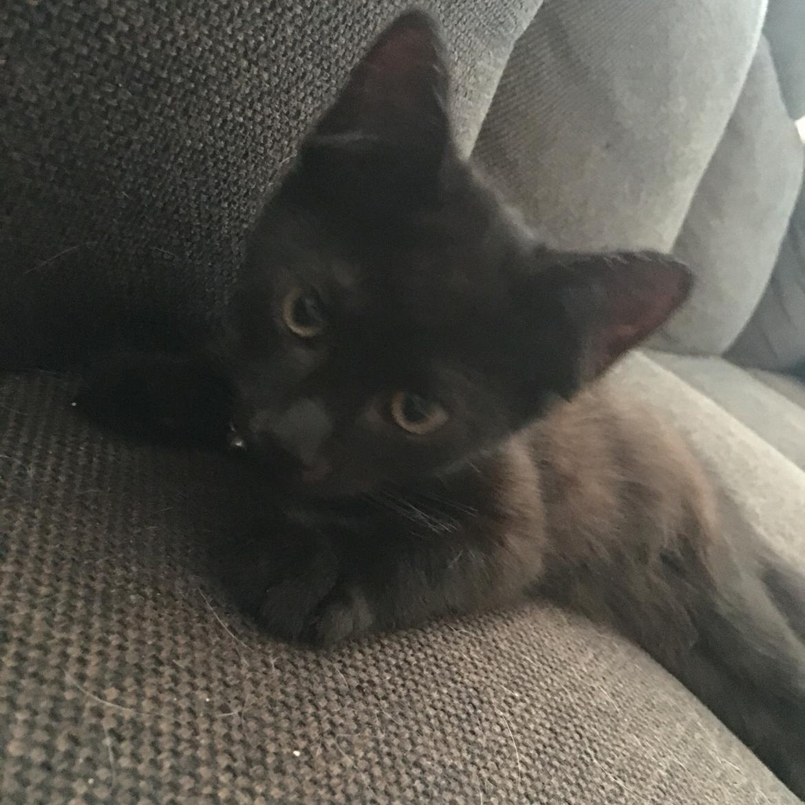 Blanding af racer Timo R.I.P :( billede 1