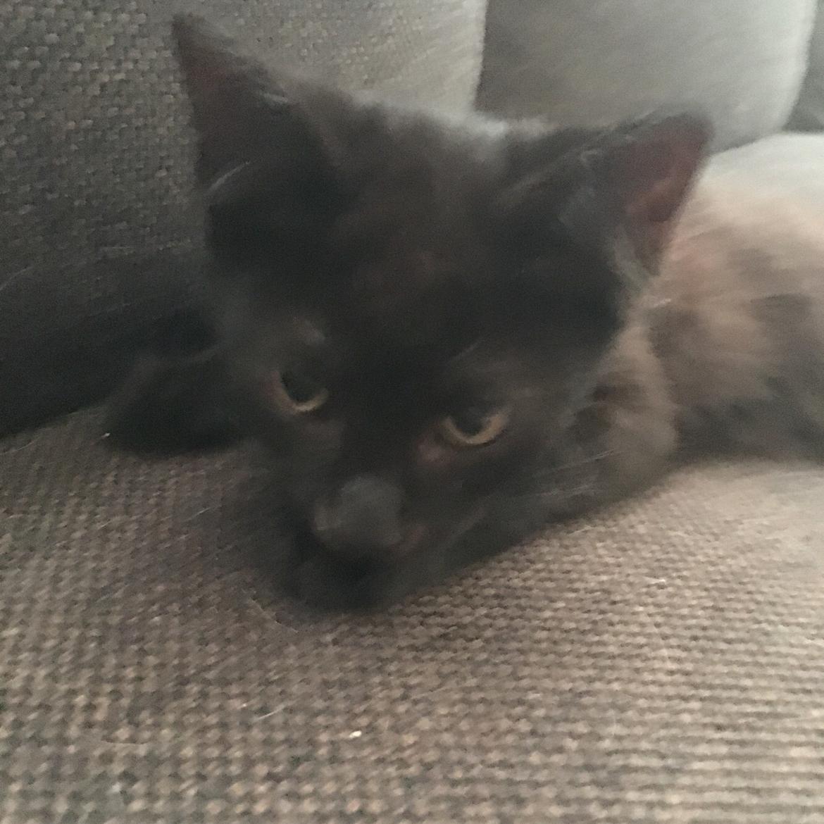 Blanding af racer Timo R.I.P :( billede 6