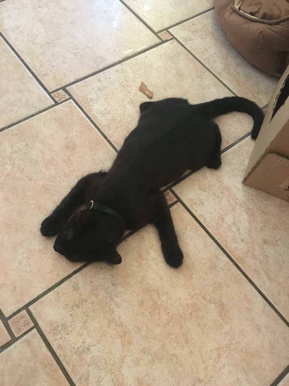 Blanding af racer Timo R.I.P :( billede 7