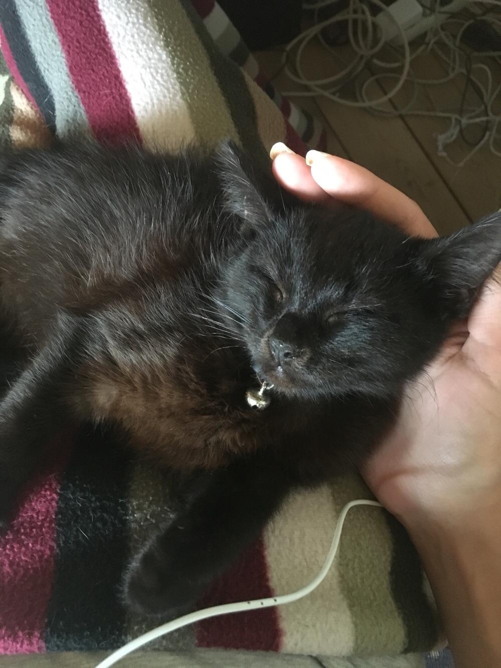 Blanding af racer Timo R.I.P :( billede 9