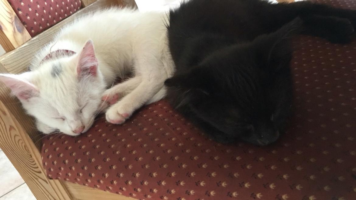 Blanding af racer Timo R.I.P :( billede 11