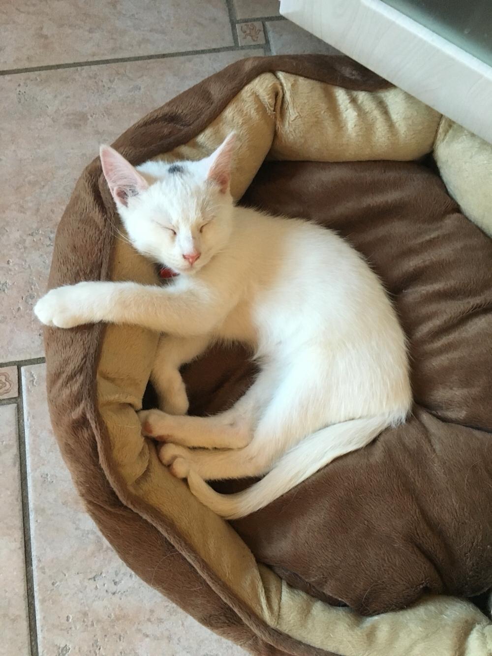 Blanding af racer Melina (hvid kat) billede 5