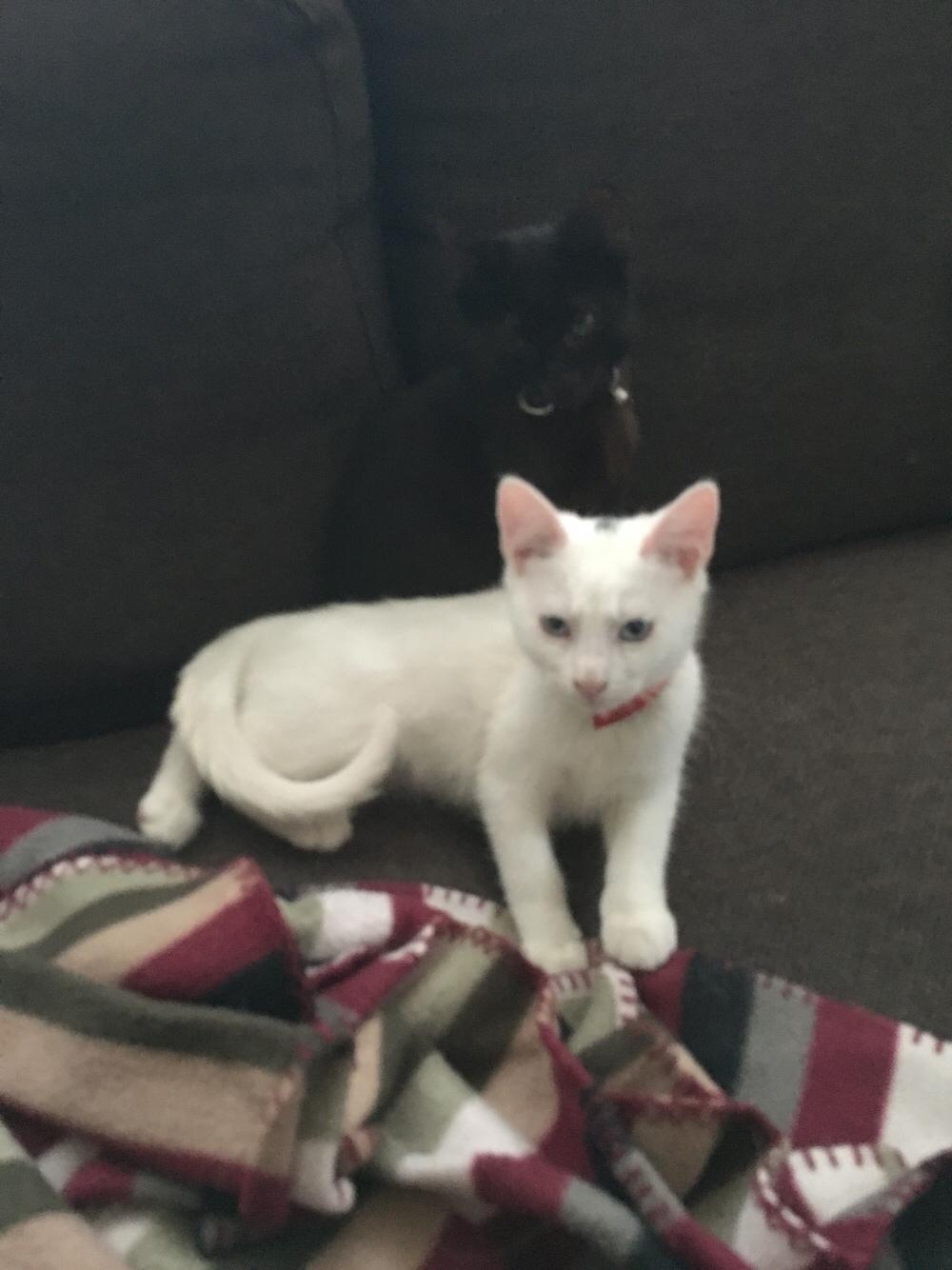 Blanding af racer Melina (hvid kat) billede 4