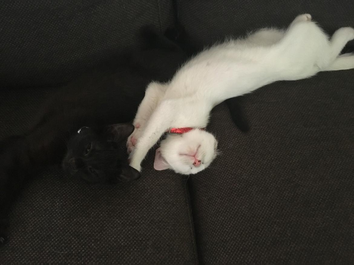 Blanding af racer Melina (hvid kat) billede 6