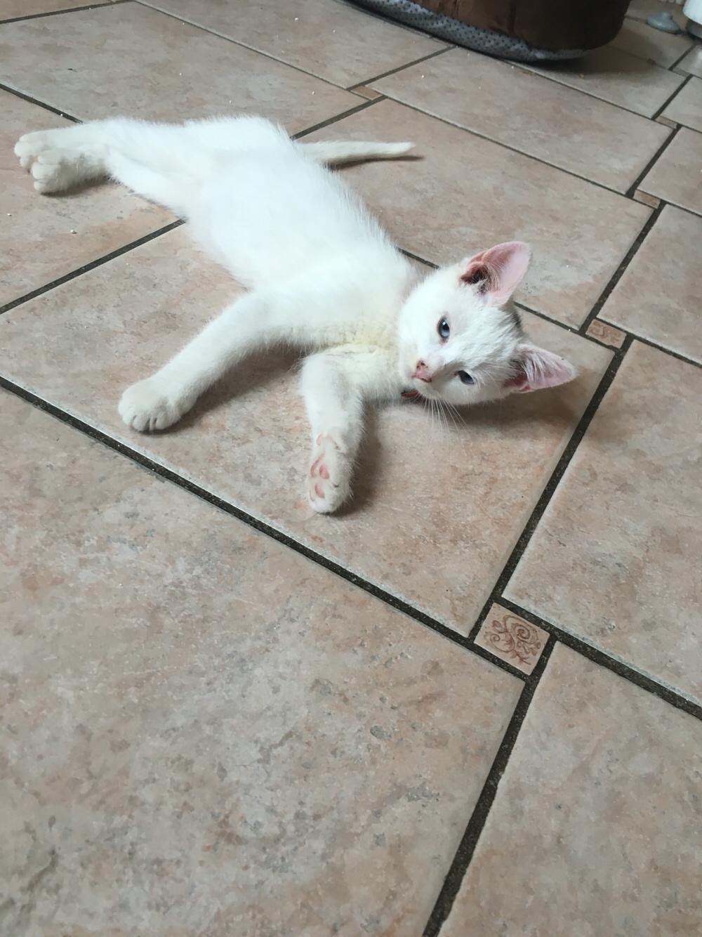 Blanding af racer Melina (hvid kat) billede 7