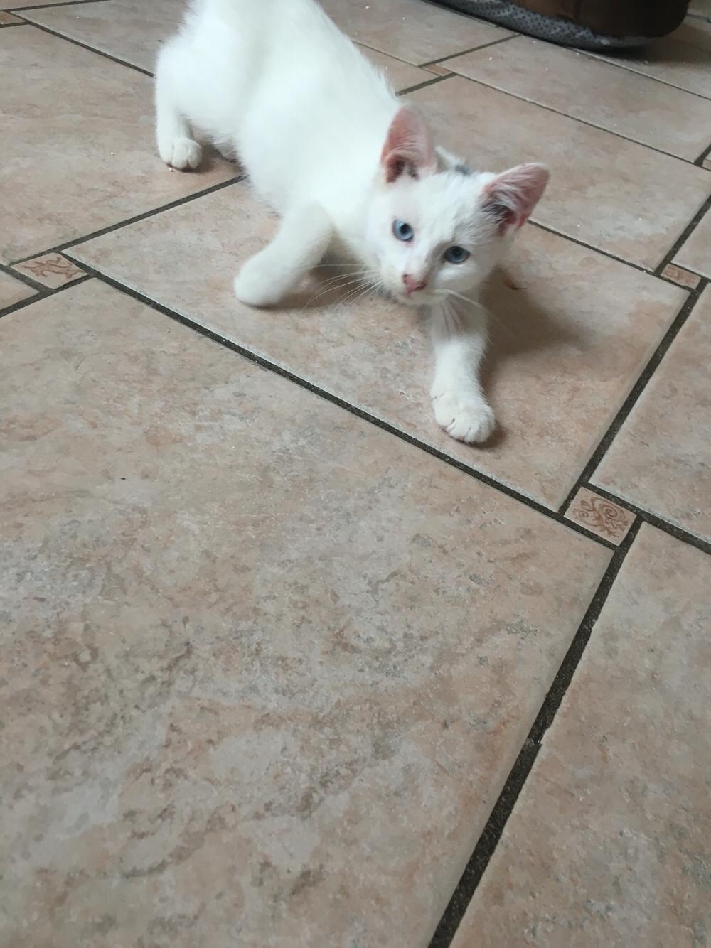 Blanding af racer Melina (hvid kat) billede 9