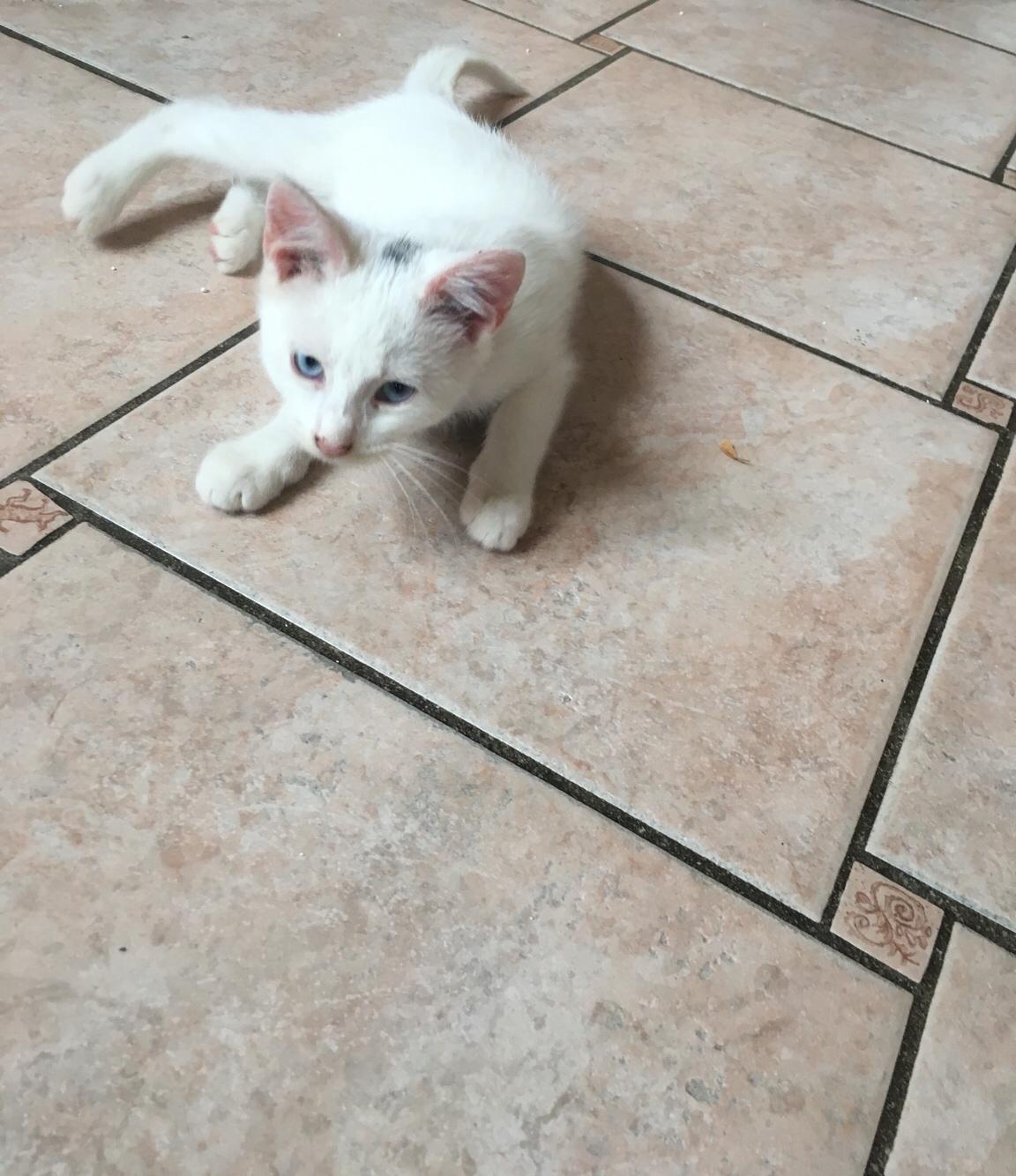 Blanding af racer Melina (hvid kat) billede 8