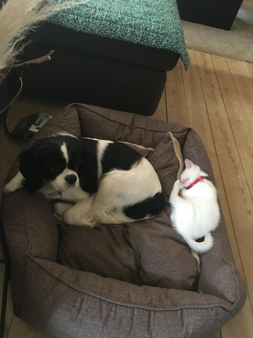 Blanding af racer Melina (hvid kat) billede 10