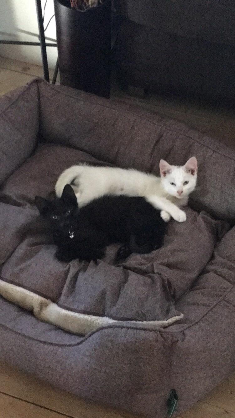 Blanding af racer Melina (hvid kat) billede 11