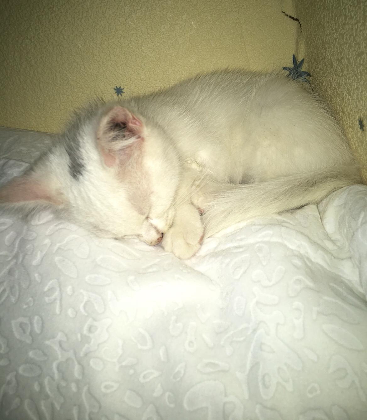 Blanding af racer Melina (hvid kat) billede 12