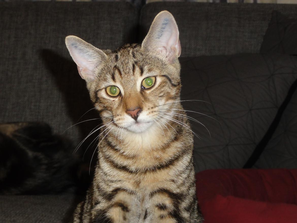 Huskat Mr. Tomiss billede 8