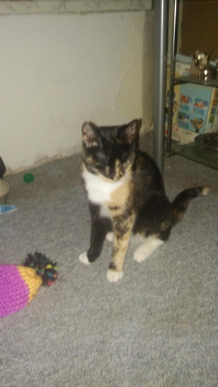 Huskat Mindi billede 1