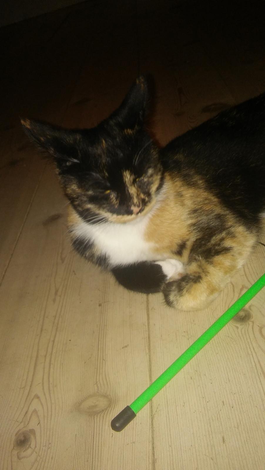 Huskat Mindi billede 2