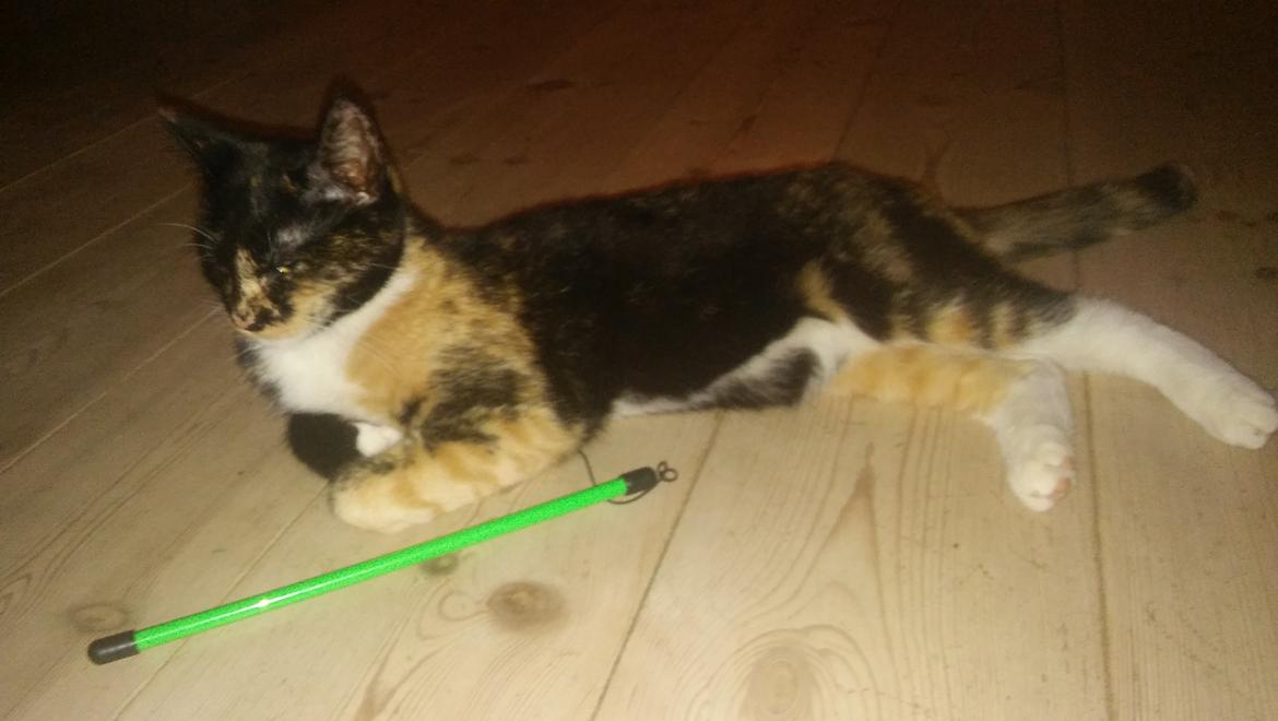 Huskat Mindi billede 3