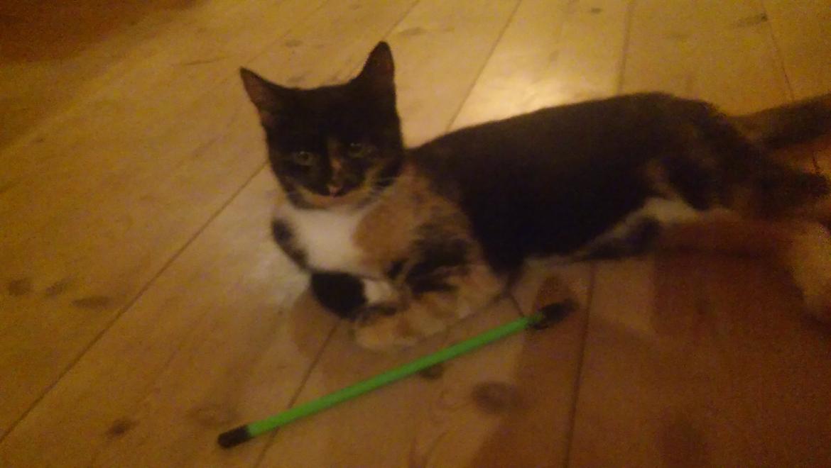 Huskat Mindi billede 4